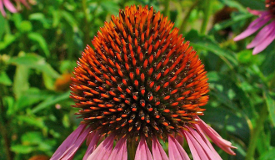 Echinacea purpurea